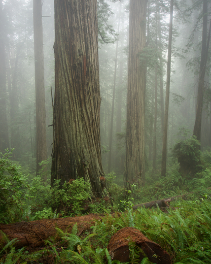 Redwood National Park