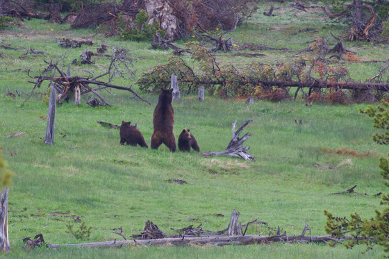 Yellowstone National Park