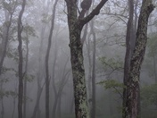 Shenandoah National Park