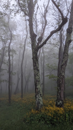 Shenandoah National Park