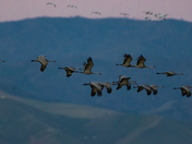 San Joaquin River National Wildlife Refuge