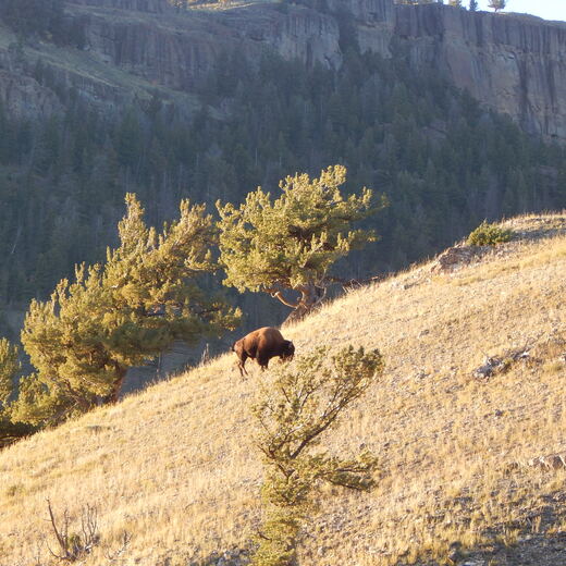 Yellowstone National Park