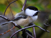 Chickadee