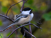 Backyard Birding