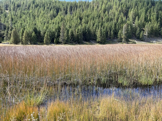 Yellowstone National Park