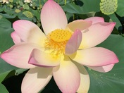 Kenilworth Park and Aquatic Gardens