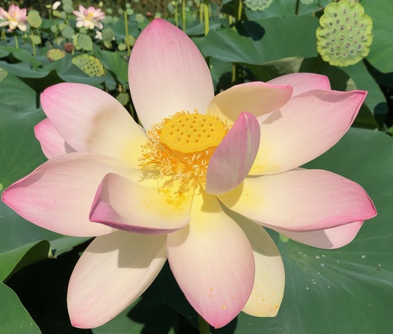 Kenilworth Park and Aquatic Gardens