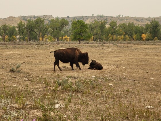 Theodore Roosevelt National Park