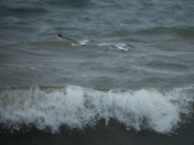 Foraging The Surf Line