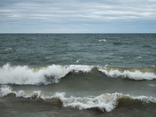 Foraging The Surf Line