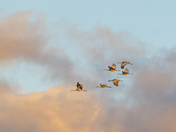Sandhill Cranes in the morning light
