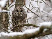 Barred Owl 
