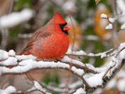 Northern Cardinal