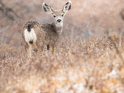Mule deer in the snow
