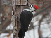 Pileated woodpecker