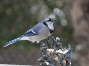 Blue Jay
