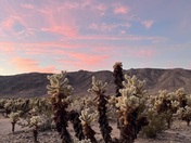 Joshua Tree National Park 