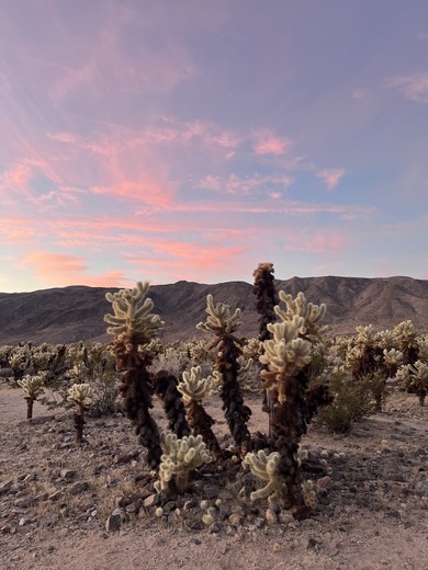 Joshua Tree National Park 