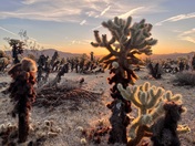 Joshua Tree