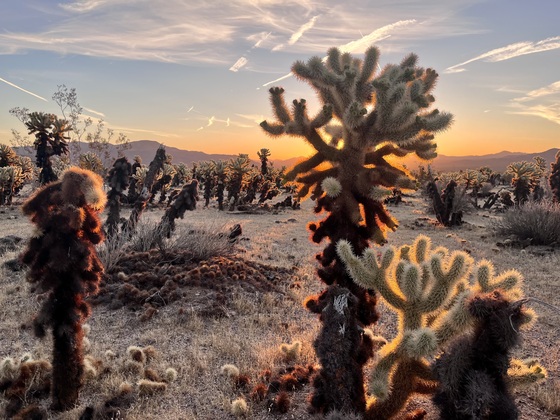 Joshua Tree