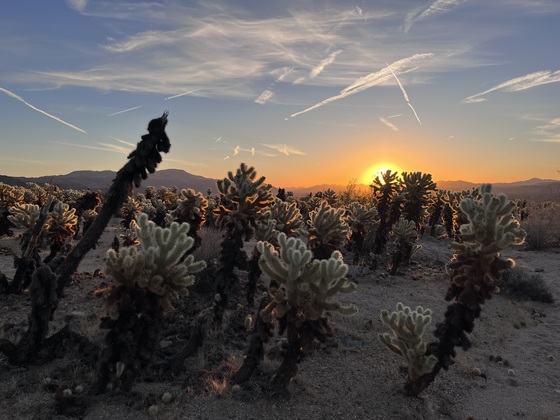 Joshua Tree