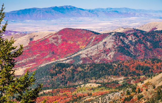 Cache National Forest