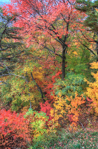 Great Smoky Mountains National Park