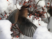 Winter Cedar Waxwing