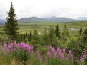 Denali National Park