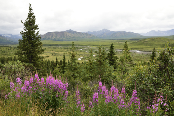 Denali National Park