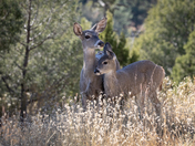 Coconino National Forest