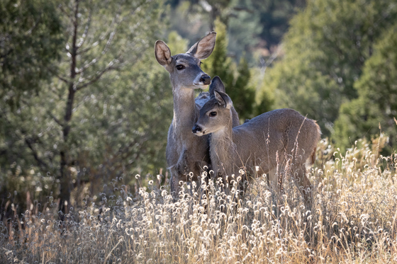 Coconino National Forest