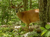 Shenandoah National Park
