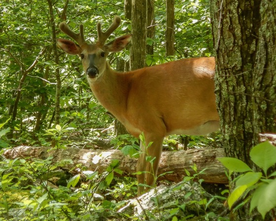 Shenandoah National Park