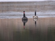Odd couple