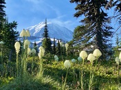 Mt Rainier National Park