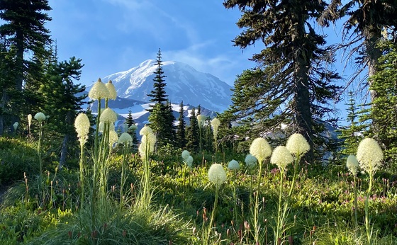 Mt Rainier National Park