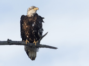 Bald Eagle
