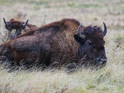 Wet Bison