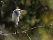 Great Egret