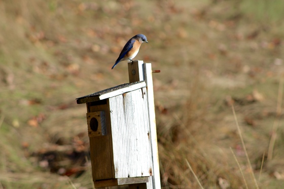 Rachel Carson National Wildlife Refuge