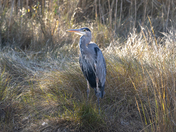 Chincoteague National Wildlife Refuge