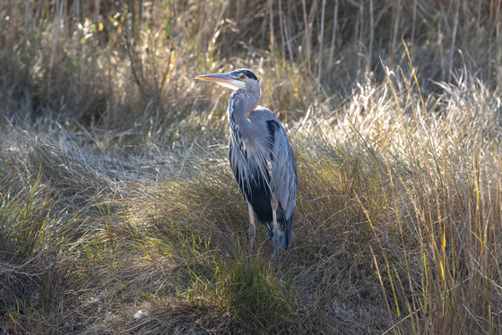 Chincoteague National Wildlife Refuge