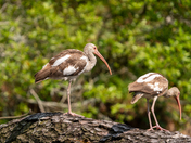Chincoteague National Wildlife Refuge 