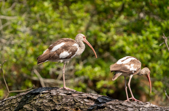 Chincoteague National Wildlife Refuge 