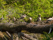 Chincoteague National Wildlife Refuge