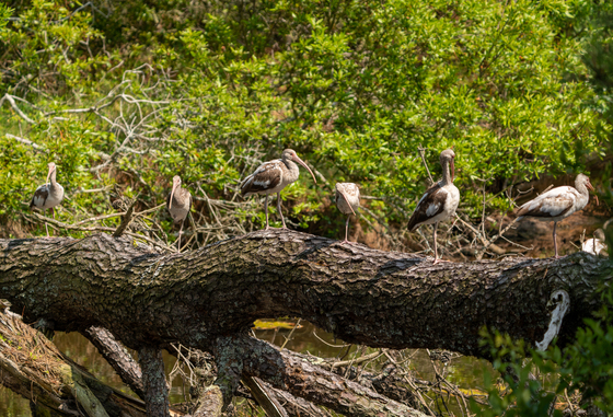 Chincoteague National Wildlife Refuge