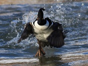 Hooded Merganser Flight Launch