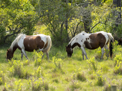Chincoteague National Wildlife Refuge