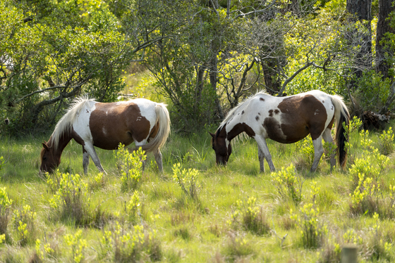 Chincoteague National Wildlife Refuge